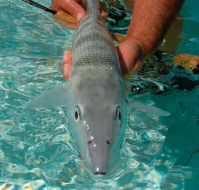 Bonefish im klaren Wasser