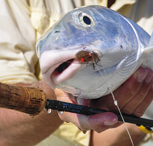 Bonefish mit Fliege im Maul