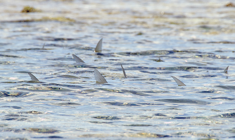 Tailing Bonefish im flachen Wasser