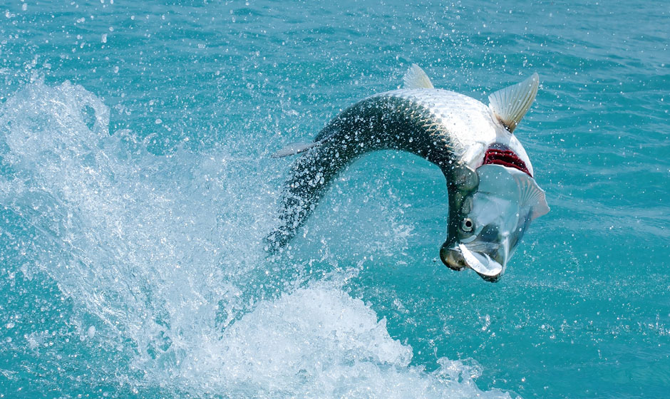 Tarpon beim Sprung