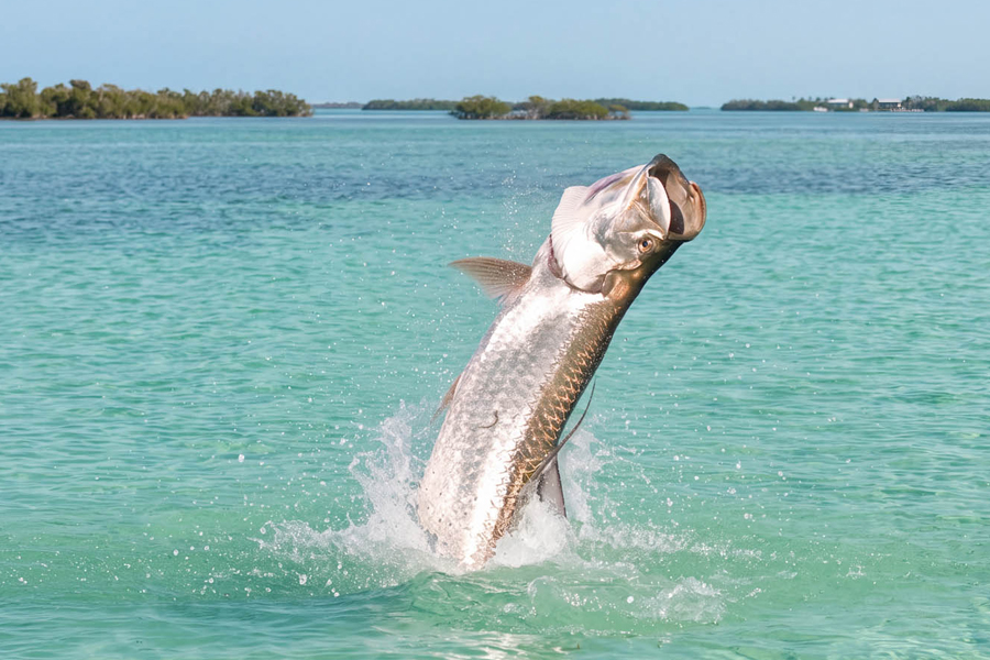 Tarpon beim Fliegenfischen im Sprung