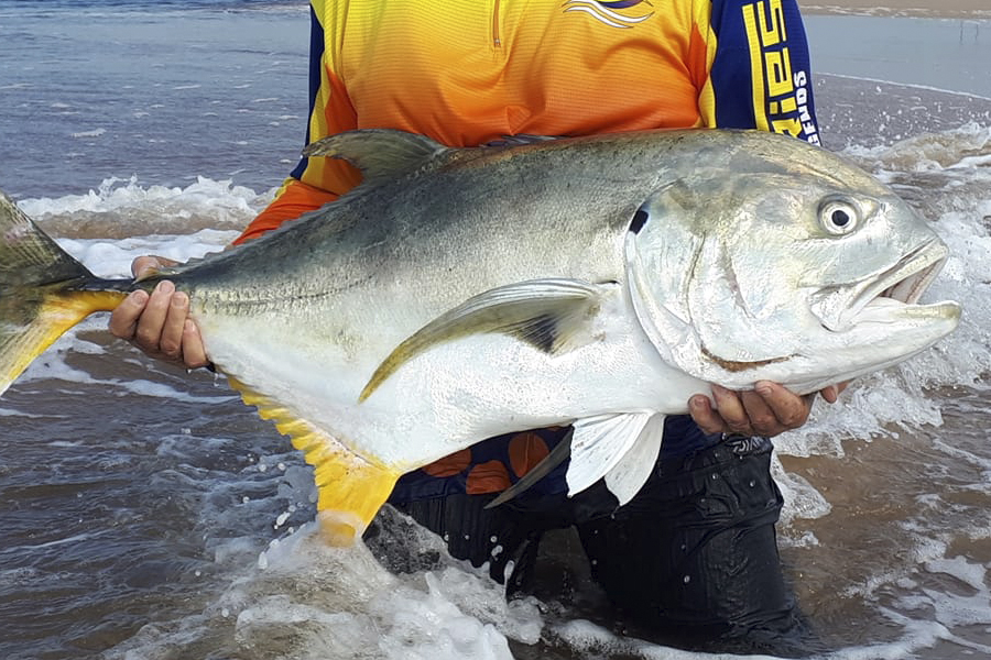 Crevalle Jack aus der Brandung