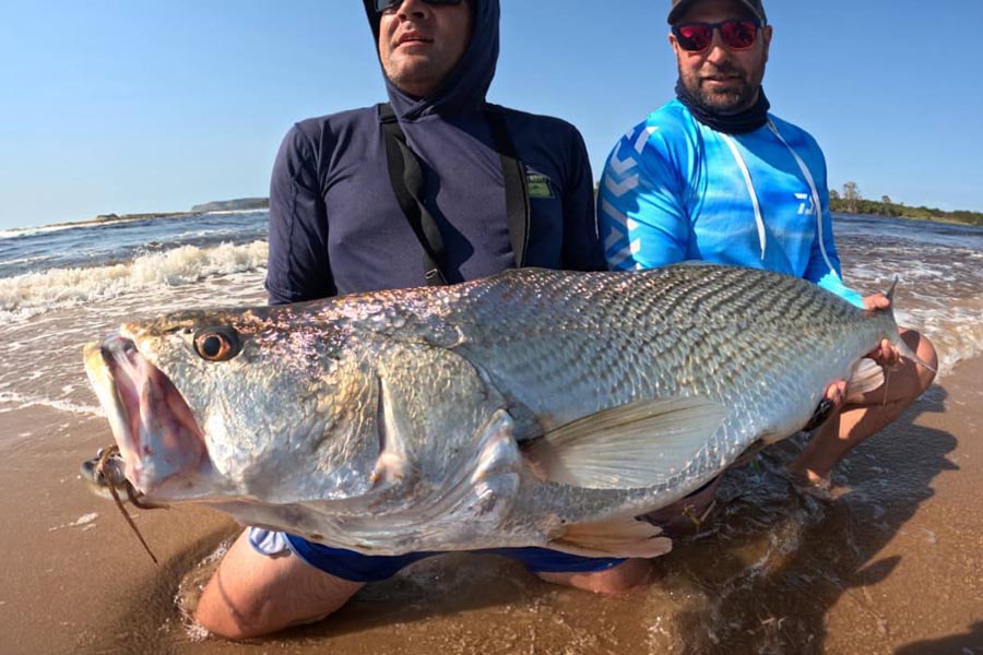 Corvina – Fang mit konventionellem Angelgerät an der Küste von Angola