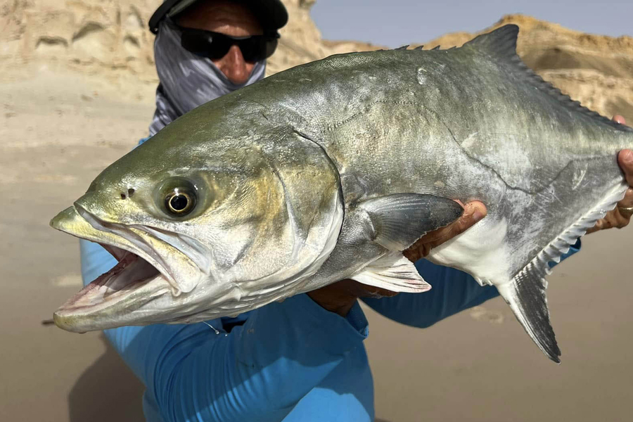 Umberfisch – Fang mit konventionellem Angelgerät an der Küste der Sahara