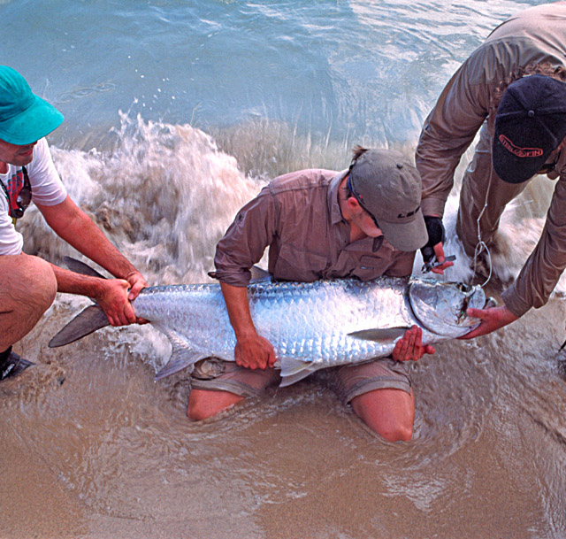 Großer Tarpon in der Brandung